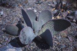 Beavertail Prickly Pear (Opuntia basilaris) Image