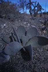 Beavertail Prickly Pear (Opuntia basilaris) Image