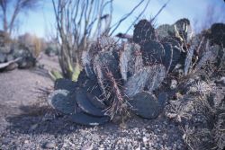 Black-spined Prickly Pear (Opuntia macrocentra) Image