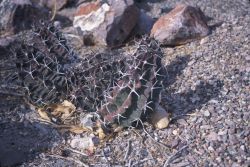 White Sands Claret Cup (Echinocereus triglachidiatus var gonacanthus) Image