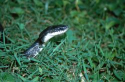 Black Rat Snake (Elaphe obsoleta) Image