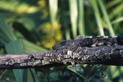 Mexican Spiny-tailed Iguana (Ctenosaura pectinata) Image