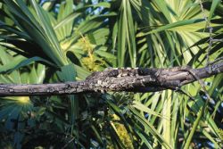 Mexican Spiny-tailed Iguana (Ctenosaura pectinata) Image