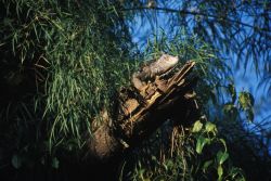 Mexican Spiny-tailed Iguana (Ctenosaura pectinata) Image