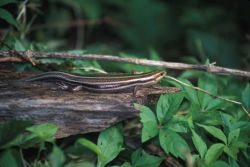 Five-lined Skink (Eumeces fasciatus) Image