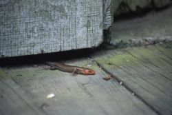 Five-lined Skink (Eumeces fasciatus) Image