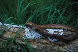 Corn Snake (Elaphe guttata guttata) Image