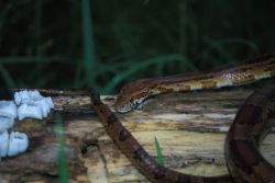 Corn Snake (Elaphe guttata guttata) Image