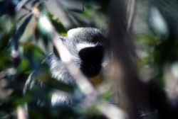 Vervet Monkey (Chlorocebus aethiops) Image