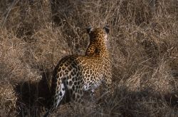 Cheetah (Acinonyx jubatus) Image