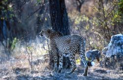 Cheetah (Acinonyx jubatus) Image
