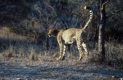 Cheetah (Acinonyx jubatus) Image