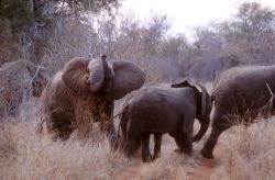 African Elephant (Loxodonta africana) Photo
