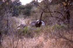 African Elephant (Loxodonta africana) Image