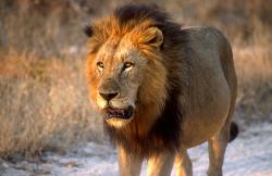 Lion (Panthera leo) Image