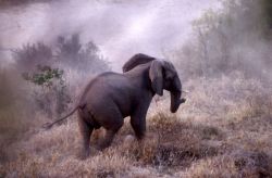 African Elephant (Loxodonta africana) Photo