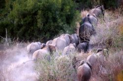 African Elephant (Loxodonta africana) Photo