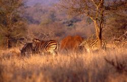 Burchell's Zebra (Equus burchellii) Photo