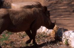 Desert Warthog (Phacochoerus aethiopicus) Photo