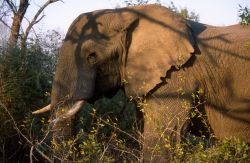 African Elephant (Loxodonta africana) Photo