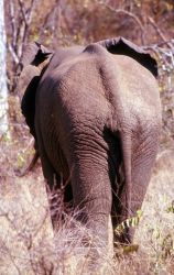 African Elephant (Loxodonta africana) Photo