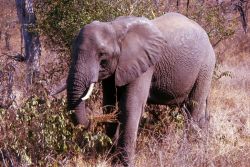 African Elephant (Loxodonta africana) Photo