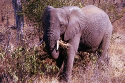 African Elephant (Loxodonta africana) Photo