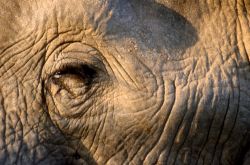 African Elephant (Loxodonta africana) Photo