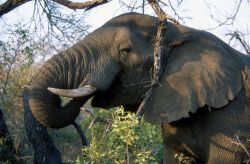 African Elephant (Loxodonta africana) Photo