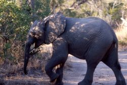 African Elephant (Loxodonta africana) Photo