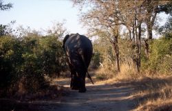 African Elephant (Loxodonta africana) Photo
