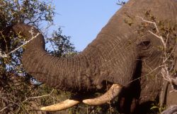 African Elephant (Loxodonta africana) Image
