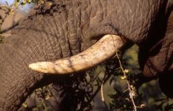 African Elephant (Loxodonta africana) Photo
