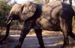 African Elephant (Loxodonta africana) Photo