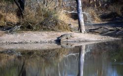 Nile crocodile (Crocodylus niloticus) Photo