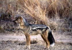 Side-striped Jackal (Canis adustus) Image