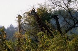 Giraffe (Giraffa camelopardalis) Image