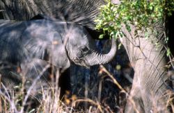 African Elephant (Loxodonta africana) Photo