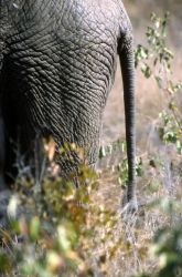 African Elephant Tail (Loxodonta africana) Photo