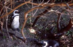 African Penguin (Spheniscus demersus) Image