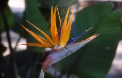 Bird of Paradise (Strelitzia reginae) Image