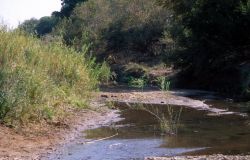 South Africa Stream Image