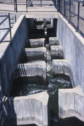 Fish Ladder Image