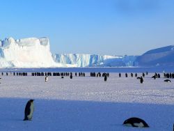 Antarctic Emperor Penguins Image