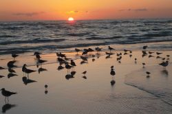 Sea Gulls At Sunset Near An Ocean Image