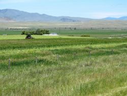 Mowing the grass - Montana style Image