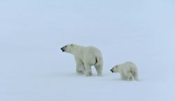 Polar bear with cub on the ice in the Arctic Ocean north of western Russia. Image