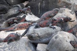 Marine iguanas. Image