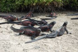 Marine iguanas. Image