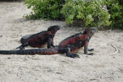 Marine iguanas. Image